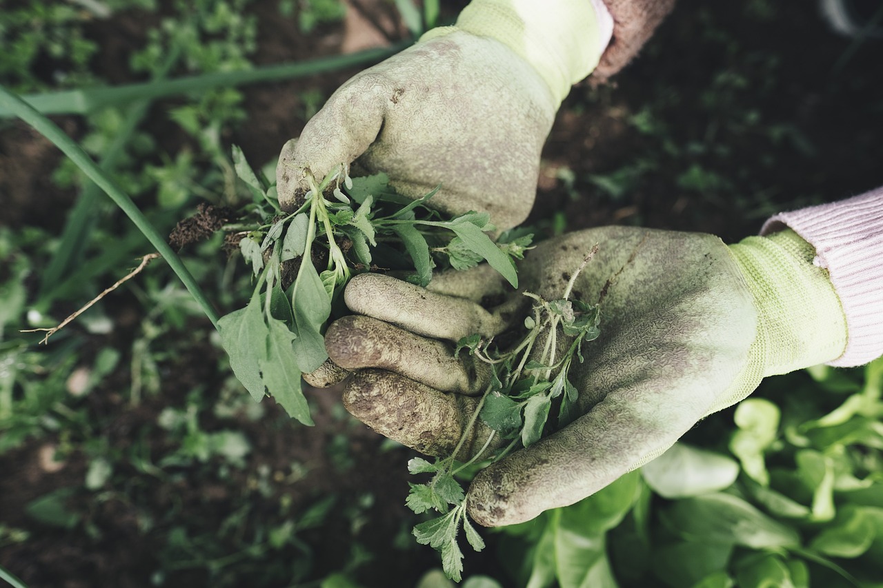 gardening, agriculture, grass, plant, field, farm, farmer, harvest, nature, weed, hands, work gloves, gloves, garden, care, outdoors