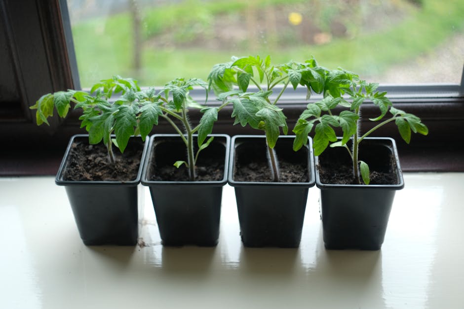 Four potted tomato seedlings on a window sill, perfect for home gardening enthusiasts.