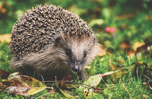 hedgehog, animal, nature, prickly, nocturnal, wildlife