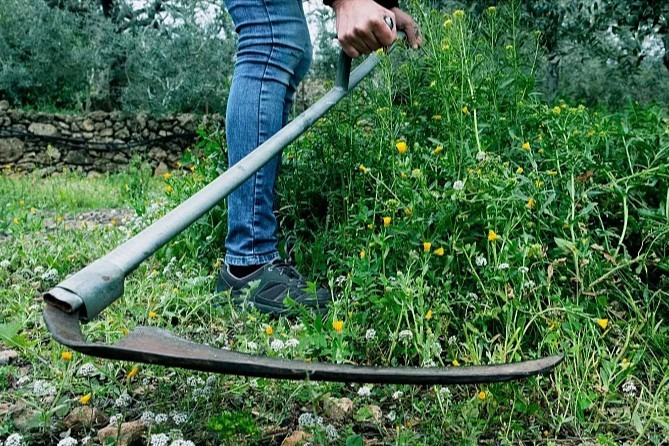 visite potager fauchage